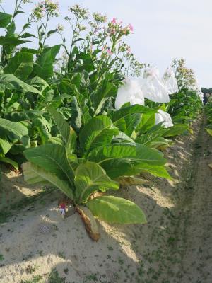 PLANT